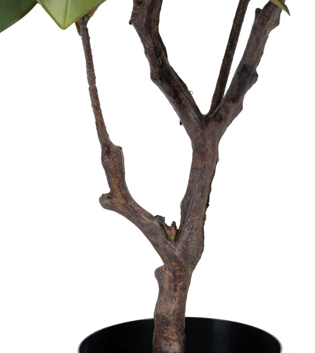 Árvore da borracha 67*62*100 c/vaso